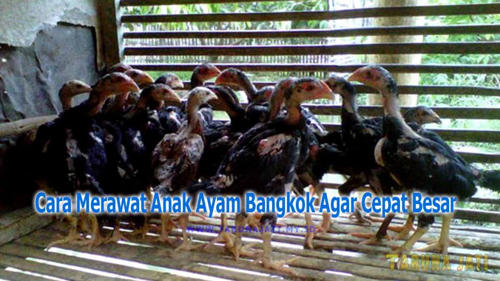 Cara Merawat Anak Ayam Bangkok Agar Cepat Besar