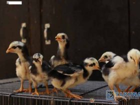 bagaimana cara Merawat Anak Ayam Bangkok